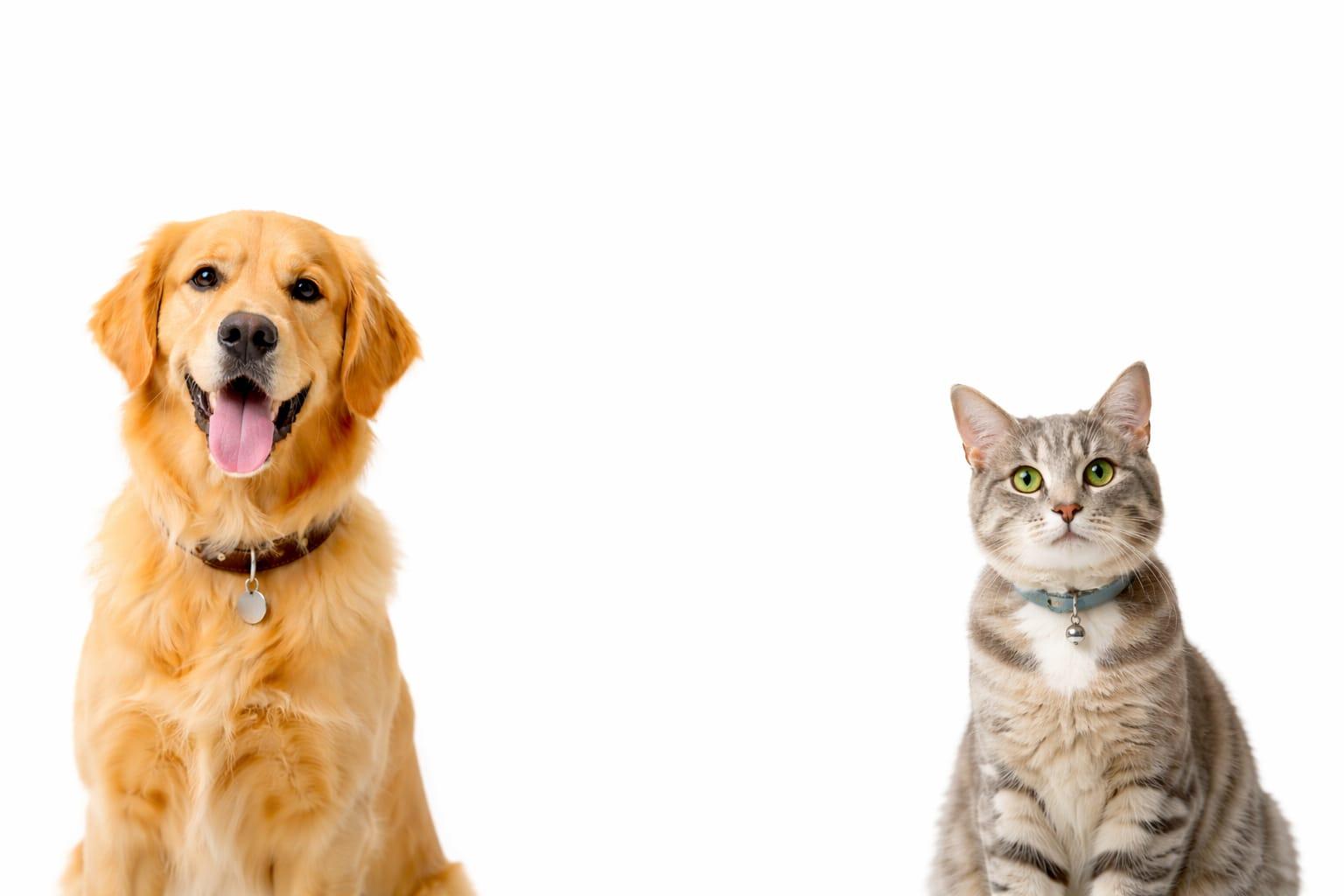 Laboratório Veterinário Moderno